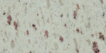 White Galaxy Granite Image